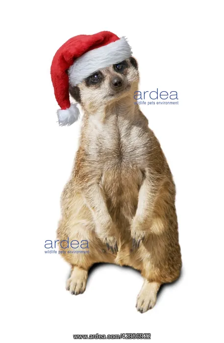 : Meerkat / Suricate, wearing Christmas hat : Meerkat / Suricate, wearing Christmas hat