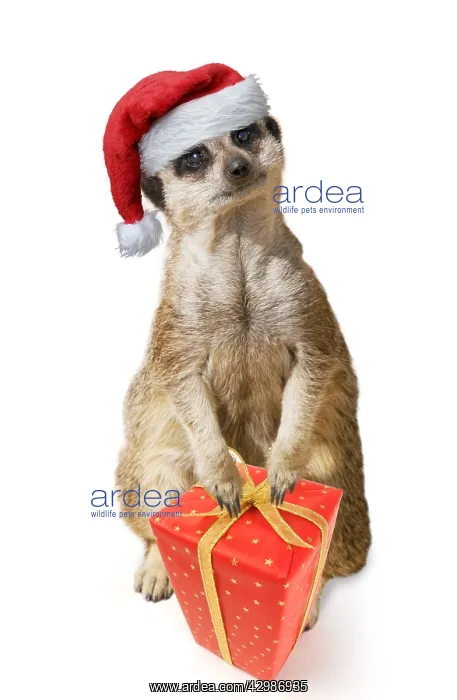 : Meerkat / Suricate, wearing Christmas hat with : Meerkat / Suricate, wearing Christmas hat with
