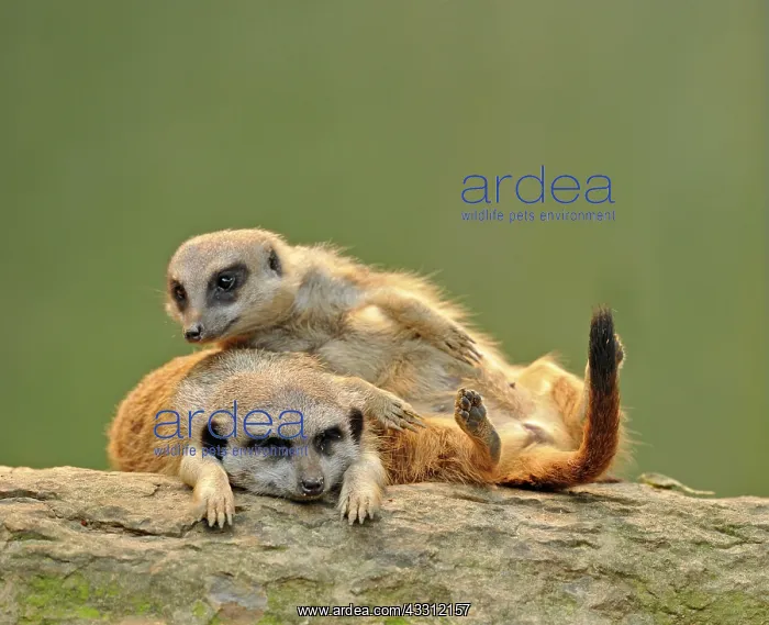: Meerkat / Suricate - young : Meerkat / Suricate - young