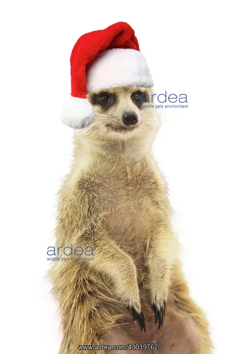  : Meerkat weraing a Santa hat