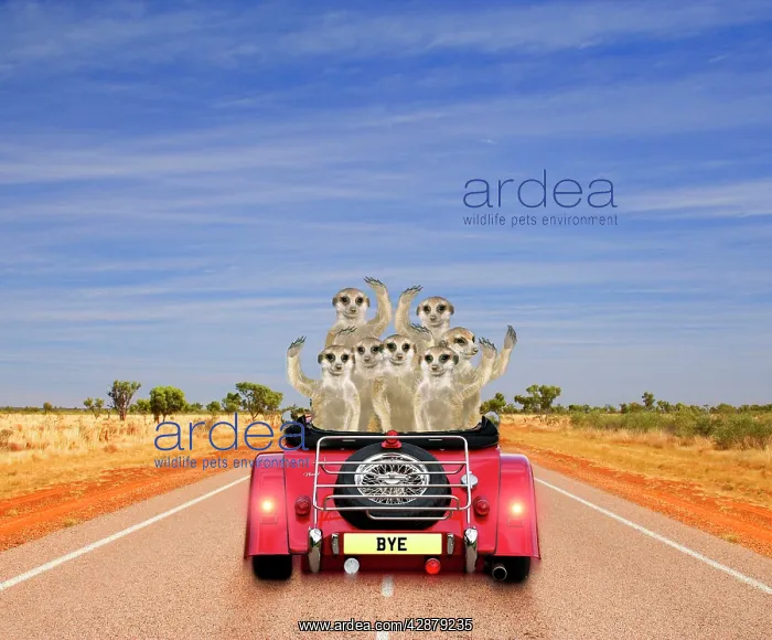 : Meerkats - in car waving : Meerkats - in car waving