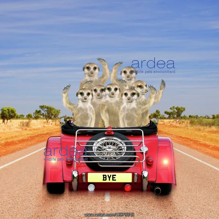 : Meerkats - in car waving : Meerkats - in car waving