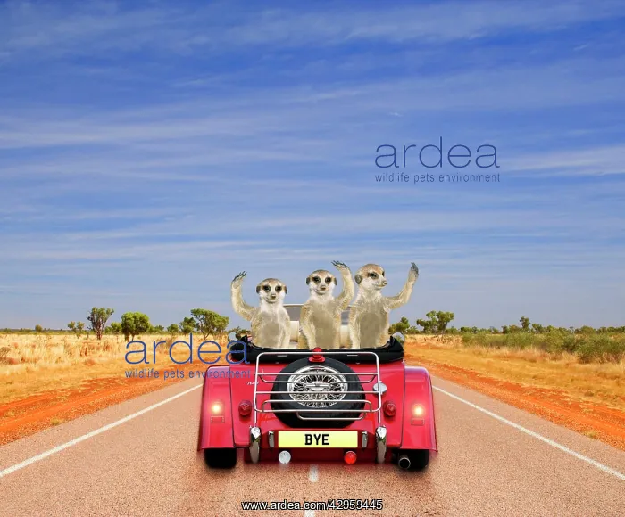 : Meerkats - in car waving 'sorry you are leavingI : Meerkats - in car waving 'sorry you are leavingI