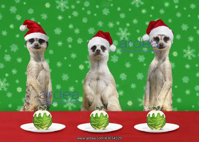  : Meerkats at Christmas, with Christmas hats and