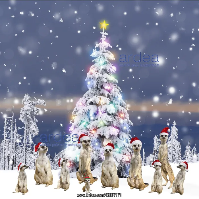 : Meerkats with Christmas hats and present round : Meerkats with Christmas hats and present round