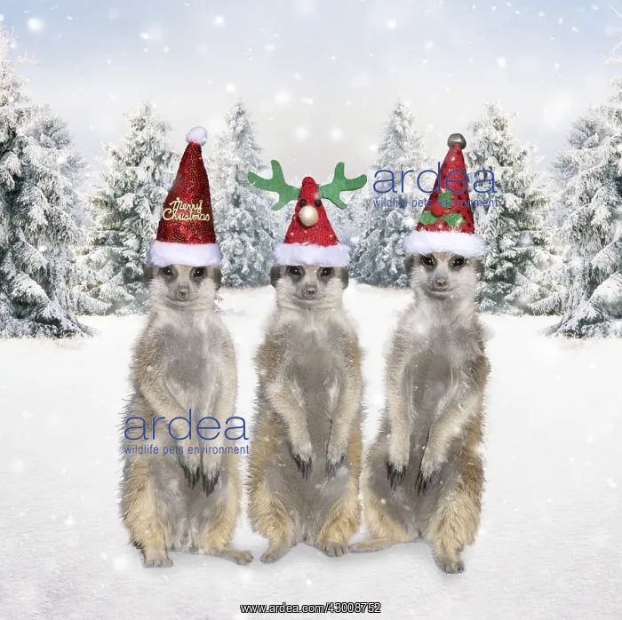  : Meerkats with Christmas hats in winter snow scene
