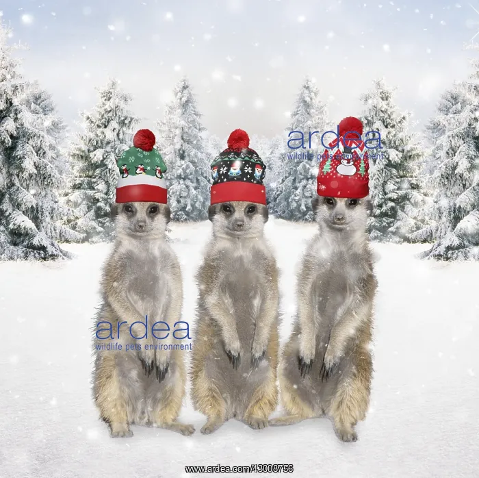 : Meerkats with Christmas hats in winter snow scene : Meerkats with Christmas hats in winter snow scene