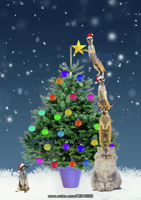 : Meerkats decorating Christmas tree by standing on : Meerkats decorating Christmas tree by standing on