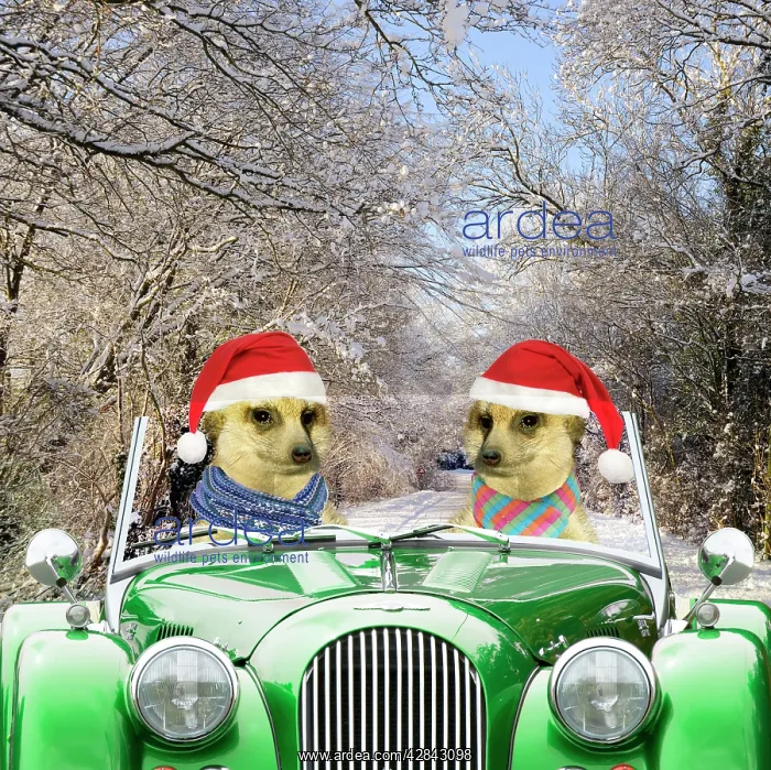  : Meerkats - driving car through snow scene wearing