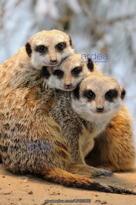 : Meerkats (Suricata Suricatta) : Meerkats (Suricata Suricatta)