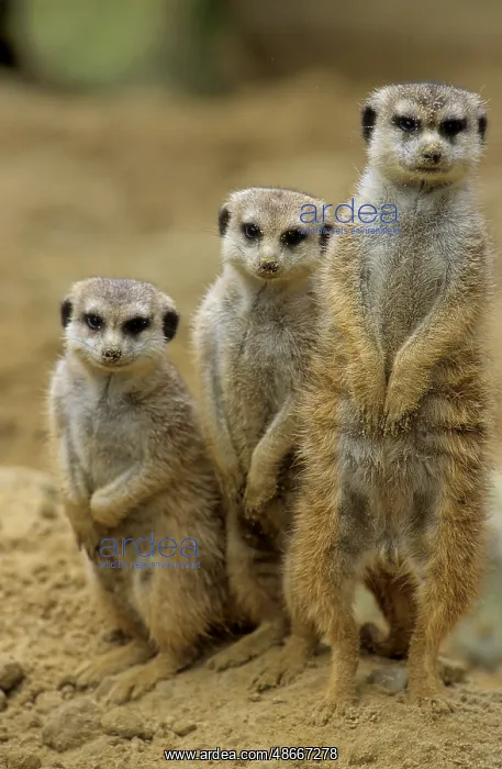 : Meerkats (Suricata suricatta) : Meerkats (Suricata suricatta)