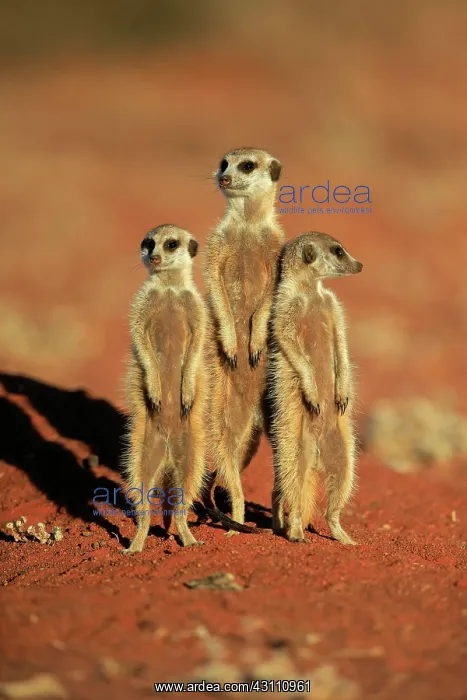 : Meerkats (Suricata suricatta), adult, standing upright : Meerkats (Suricata suricatta), adult, standing upright