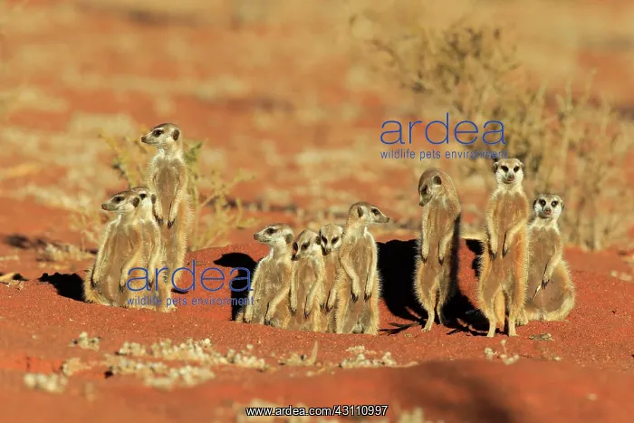 : Meerkats (Suricata suricatta), adult, group standing : Meerkats (Suricata suricatta), adult, group standing