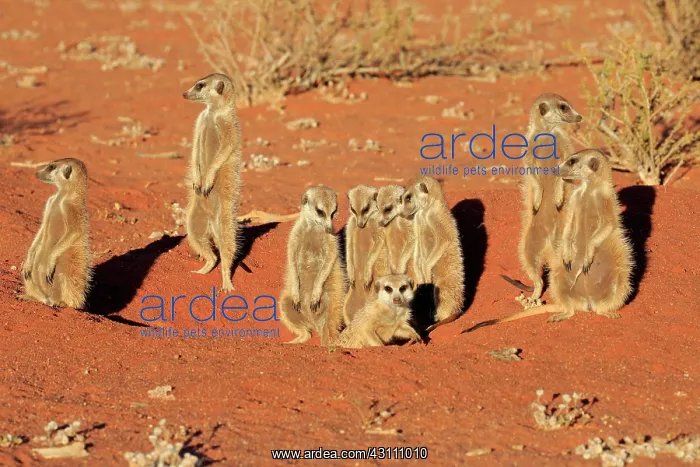: Meerkats (Suricata suricatta), adult, group standing : Meerkats (Suricata suricatta), adult, group standing