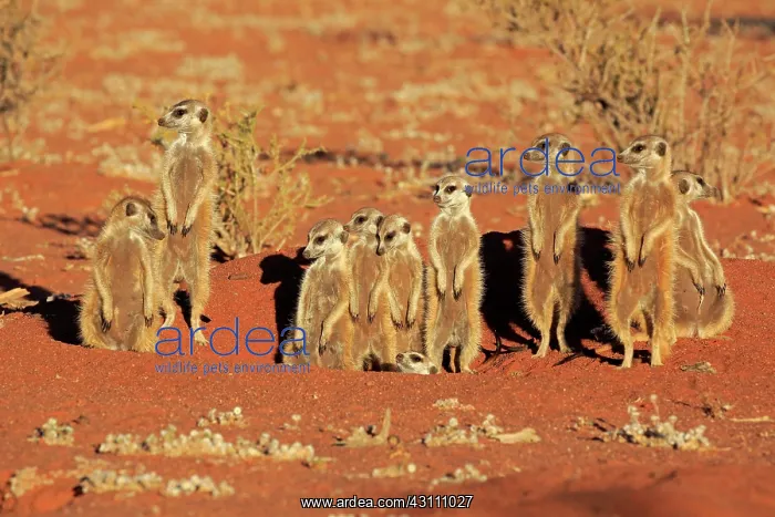 : Meerkats (Suricata suricatta), adult, group standing : Meerkats (Suricata suricatta), adult, group standing