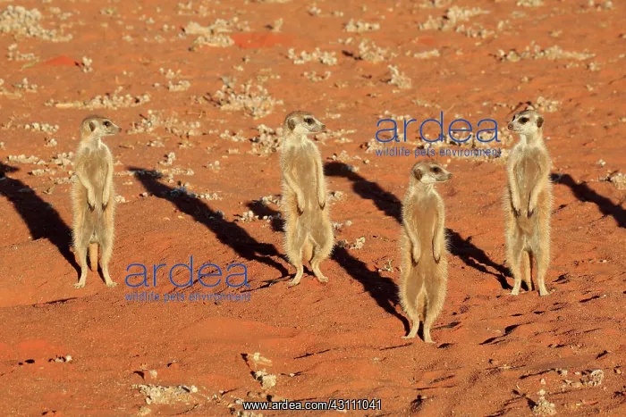 : Meerkats (Suricata suricatta), adult, group standing : Meerkats (Suricata suricatta), adult, group standing