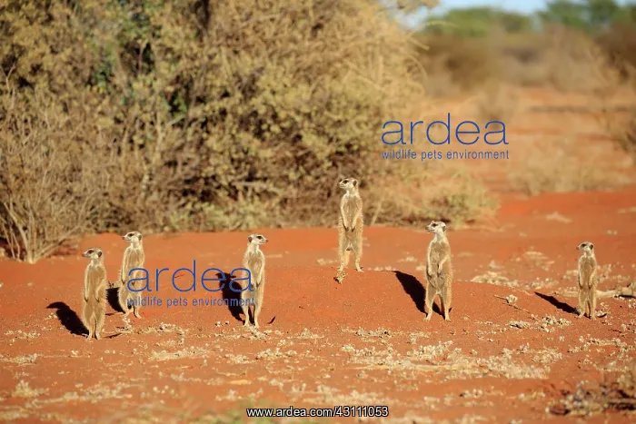 : Meerkats (Suricata suricatta), adult, group standing : Meerkats (Suricata suricatta), adult, group standing