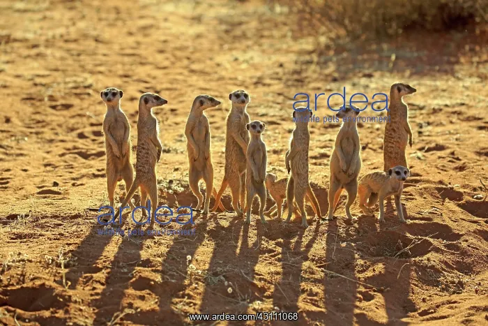 : Meerkats (Suricata suricatta), adult, group standing : Meerkats (Suricata suricatta), adult, group standing