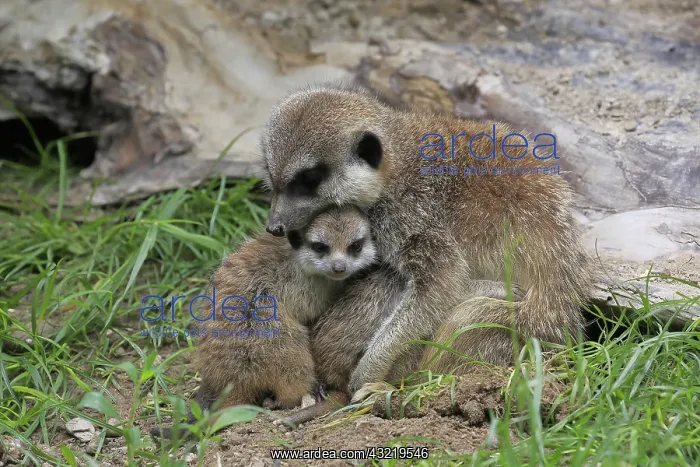 : Meerkats (Suricata suricatta), adult, young, female : Meerkats (Suricata suricatta), adult, young, female