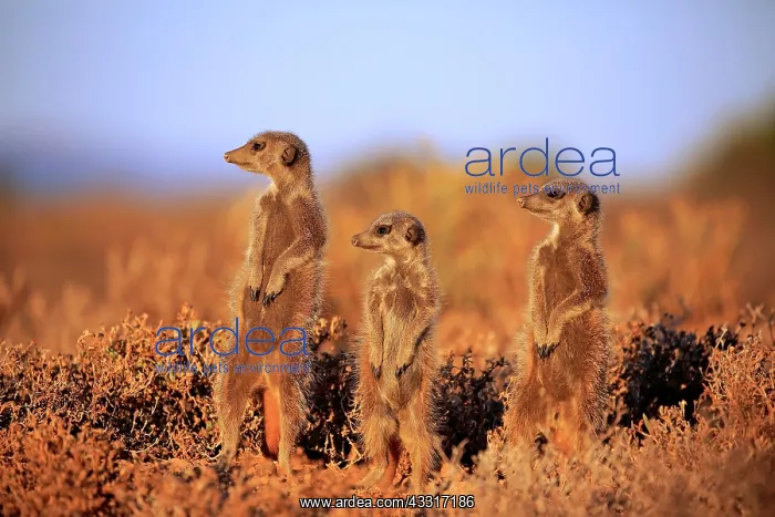 : Meerkats (Suricata suricatta), adult, group, standing : Meerkats (Suricata suricatta), adult, group, standing