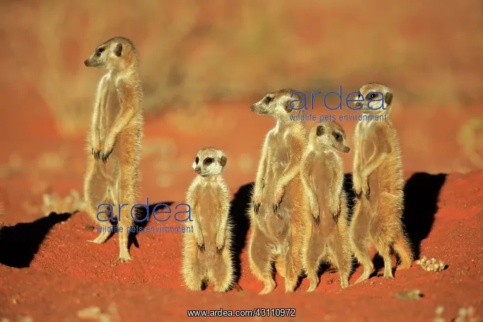: Meerkats (Suricata suricatta), adult group standing : Meerkats (Suricata suricatta), adult group standing