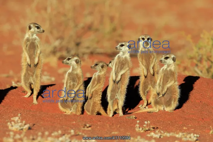 : Meerkats (Suricata suricatta), adult group standing : Meerkats (Suricata suricatta), adult group standing