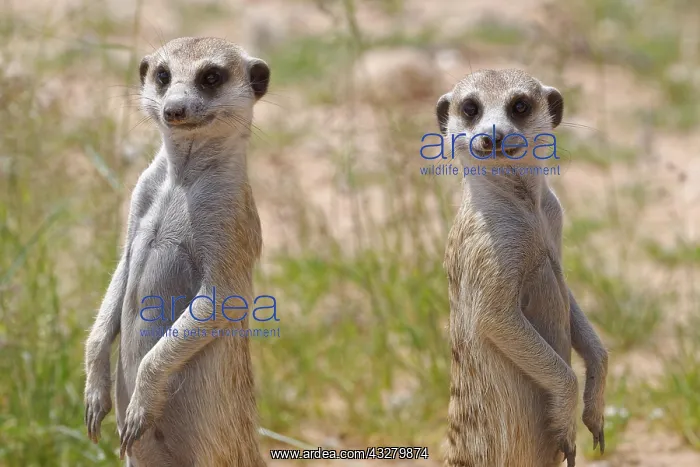 : Meerkats (Suricata suricatta), two adult males : Meerkats (Suricata suricatta), two adult males