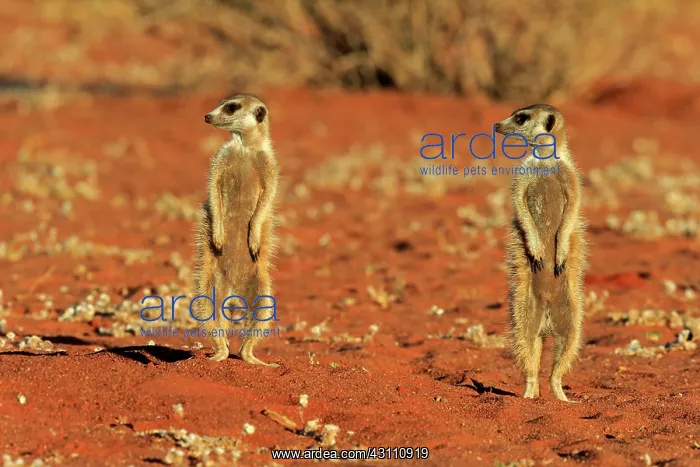 : Two Meerkats (Suricata suricatta), adult, standing : Two Meerkats (Suricata suricatta), adult, standing