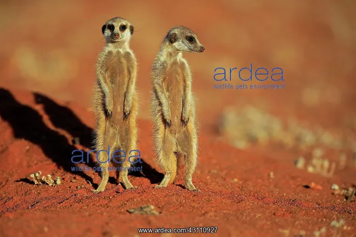 : Two Meerkats (Suricata suricatta), adult, standing : Two Meerkats (Suricata suricatta), adult, standing