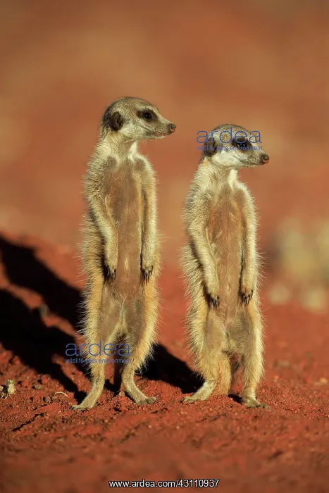 : Two Meerkats (Suricata suricatta), adult, standing : Two Meerkats (Suricata suricatta), adult, standing