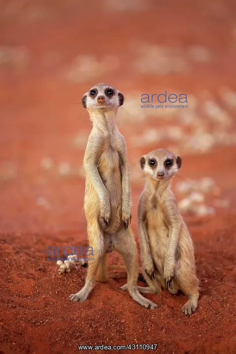 : Two Meerkats (Suricata suricatta), adult, standing : Two Meerkats (Suricata suricatta), adult, standing