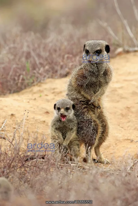 : Meerkats (Suricata suricatta), adult with young : Meerkats (Suricata suricatta), adult with young