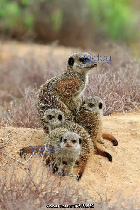 : Meerkats (Suricata suricatta), adult and young : Meerkats (Suricata suricatta), adult and young