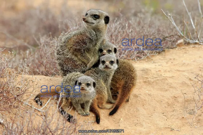 : Meerkats (Suricata suricatta), adult and young : Meerkats (Suricata suricatta), adult and young