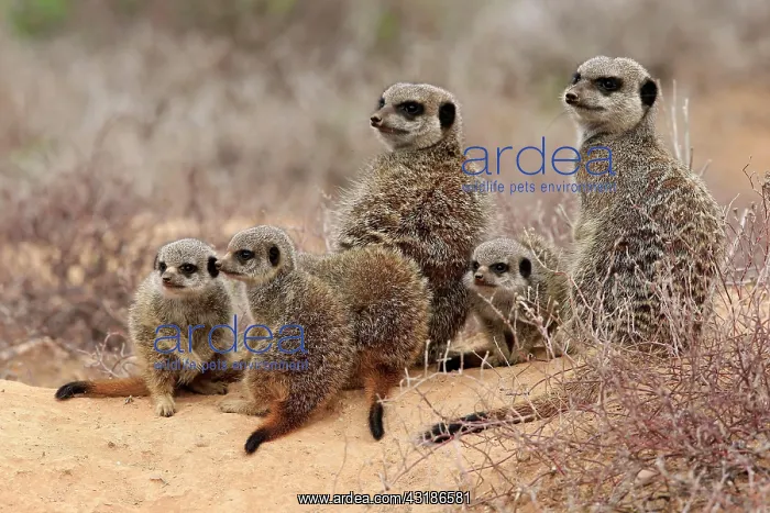 : Meerkats (Suricata suricatta), adult and young : Meerkats (Suricata suricatta), adult and young