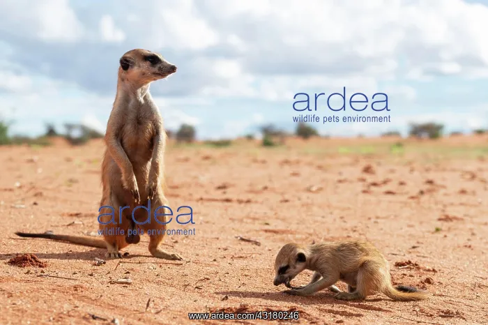 : Meerkats (Suricata suricatta), adult and young Bagatelle : Meerkats (Suricata suricatta), adult and young Bagatelle