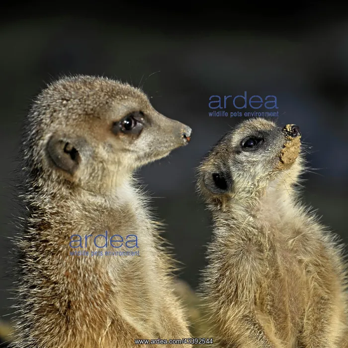 : Two meerkats (Suricata suricatta), captive, Switzerland : Two meerkats (Suricata suricatta), captive, Switzerland