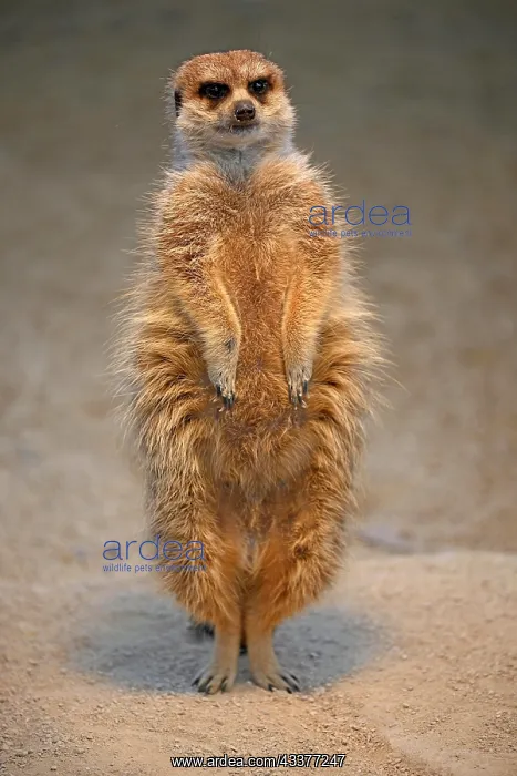 : Meerkats (Suricata suricatta), captive, keeping : Meerkats (Suricata suricatta), captive, keeping