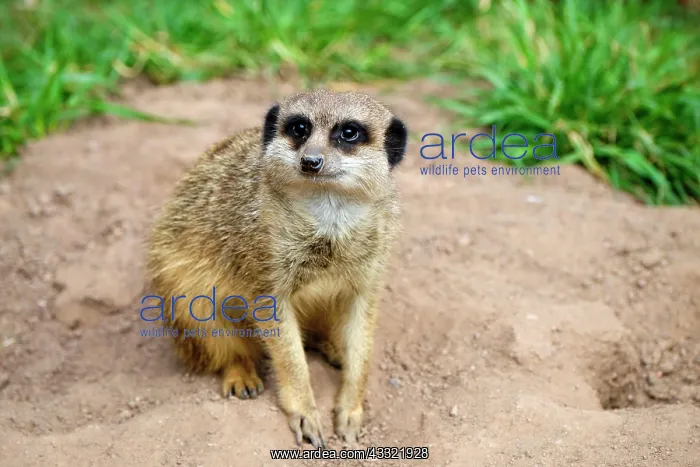 : Meerkats (Suricata suricatta), captive, occurrence : Meerkats (Suricata suricatta), captive, occurrence