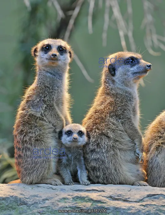 : Meerkats (Suricata Suricatta), family, young animal : Meerkats (Suricata Suricatta), family, young animal