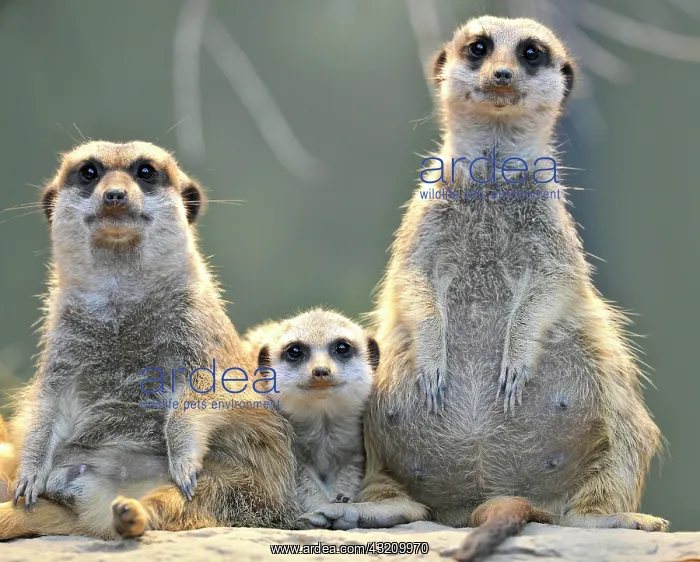 : Meerkats (Suricata Suricatta), family, one young : Meerkats (Suricata Suricatta), family, one young