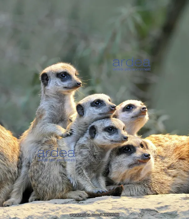 : Meerkats (Suricata Suricatta), family, four young : Meerkats (Suricata Suricatta), family, four young