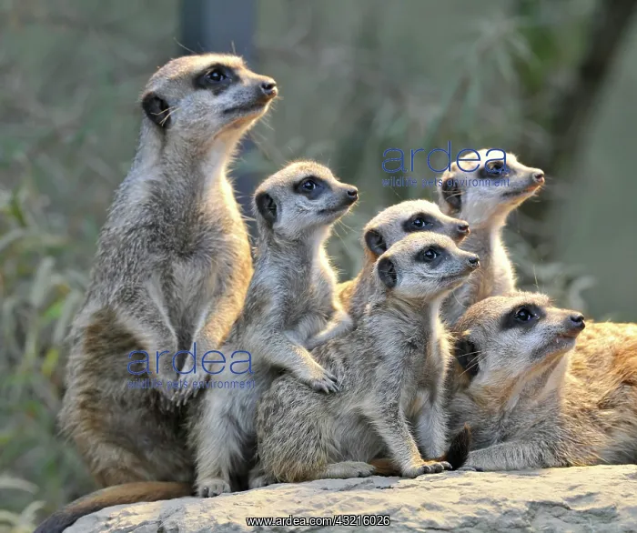: Meerkats (Suricata Suricatta), family, four young : Meerkats (Suricata Suricatta), family, four young