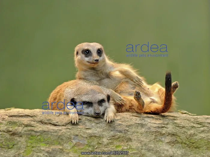 : Meerkats (Suricata suricatta), juveniles : Meerkats (Suricata suricatta), juveniles