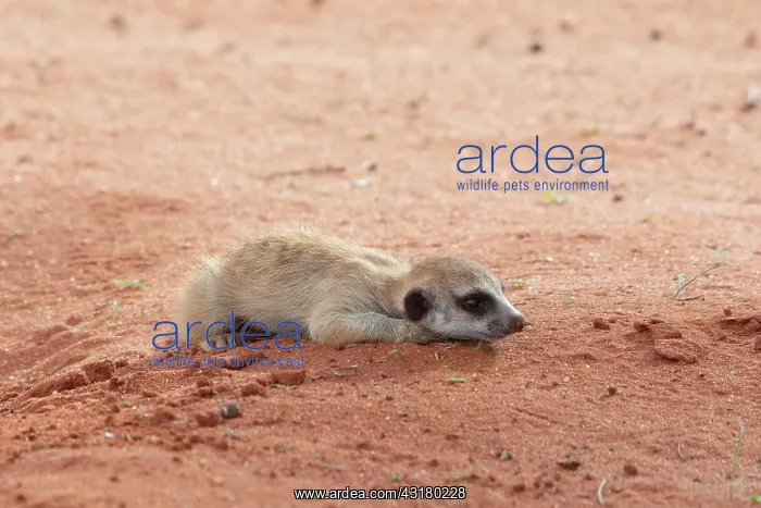 : Meerkats (Suricata suricatta), lying young Bagatelle : Meerkats (Suricata suricatta), lying young Bagatelle