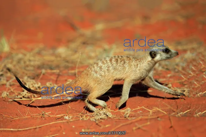 : Meerkats (Suricata suricatta), meerkat, adult, running : Meerkats (Suricata suricatta), meerkat, adult, running