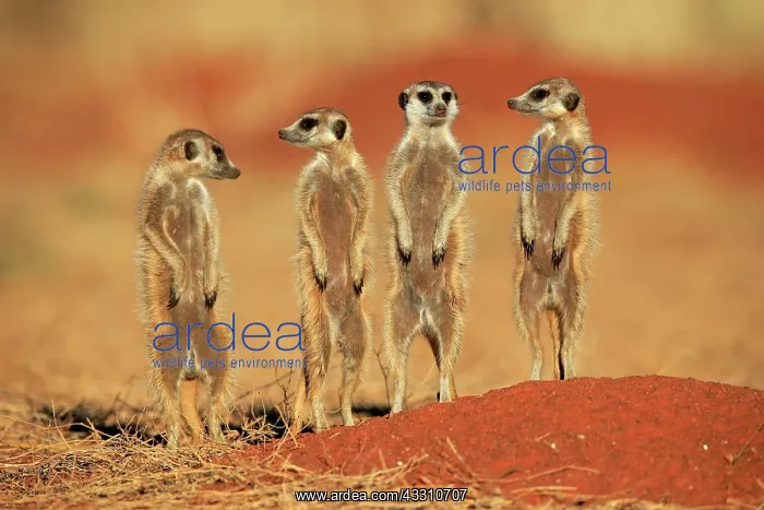 : Meerkats (Suricata suricatta), meerkat, adult, group : Meerkats (Suricata suricatta), meerkat, adult, group