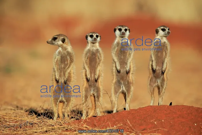 : Meerkats (Suricata suricatta), meerkat, adult, group : Meerkats (Suricata suricatta), meerkat, adult, group
