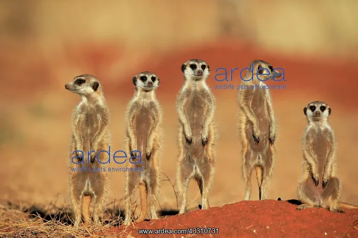 : Meerkats (Suricata suricatta), meerkat, adult, group : Meerkats (Suricata suricatta), meerkat, adult, group