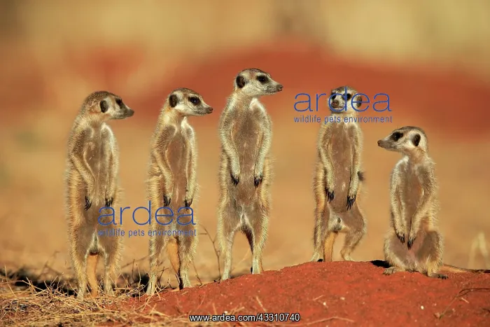 : Meerkats (Suricata suricatta), meerkat, adult, group : Meerkats (Suricata suricatta), meerkat, adult, group